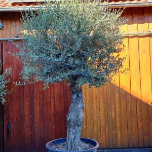 Olivenbaum-Bonsai ST95 Hojiblanca