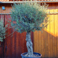 Olivenbaum-Bonsai ST95 Hojiblanca