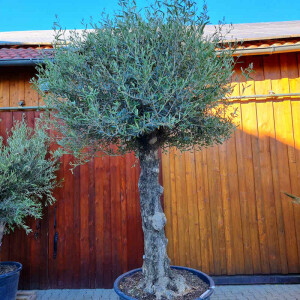 Olivenbaum-Bonsai ST60 Hojiblanca