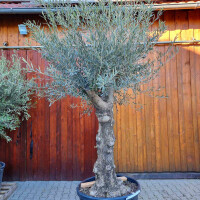 Olivenbaum-Bonsai ST65 Hojiblanca