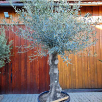 Olivenbaum-Bonsai ST65 Hojiblanca