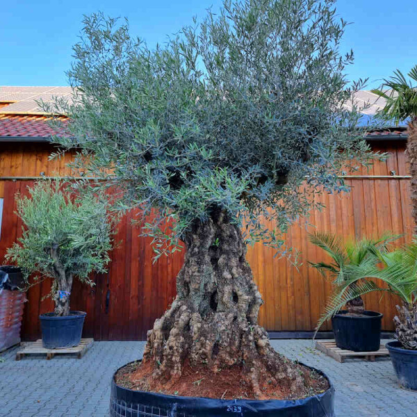 Olivenbaum-Bonsai ST200 Hojiblanca