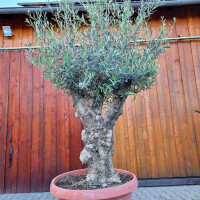 Olivenbaum-Bonsai ST80 Hojiblanca