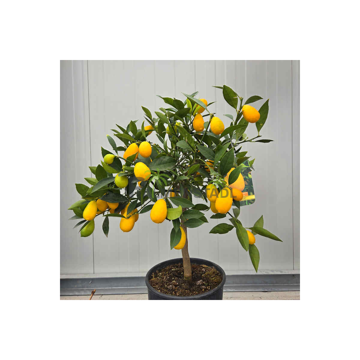 Limequat 40-60 cm