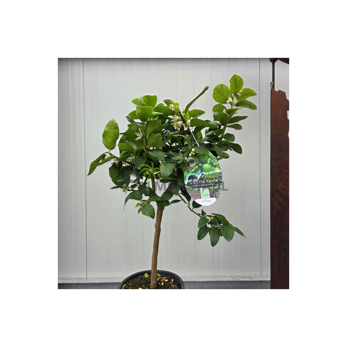 Echte Limette 40-60 cm