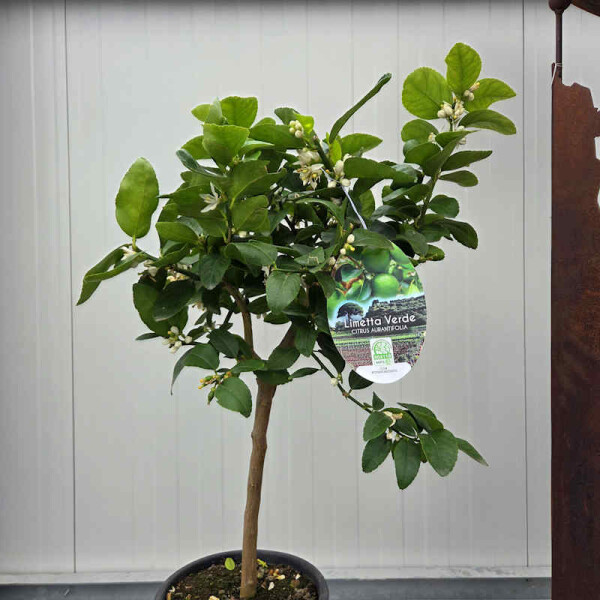 Echte Limette 40-60 cm