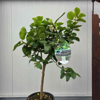 Echte Limette 40-60 cm