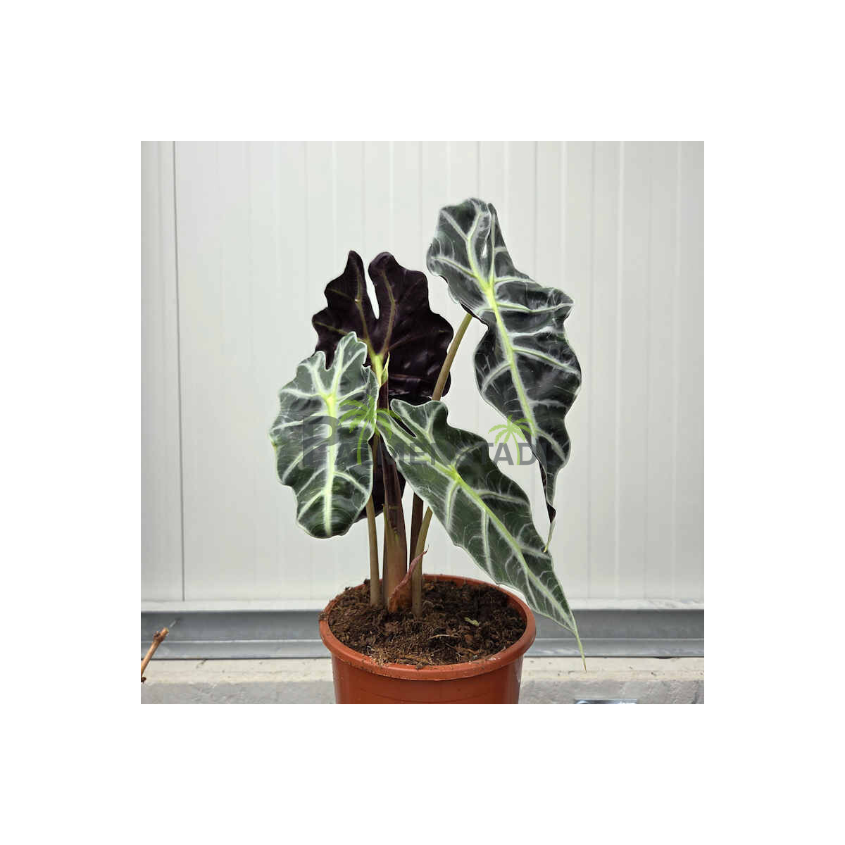 Alocasia Polly