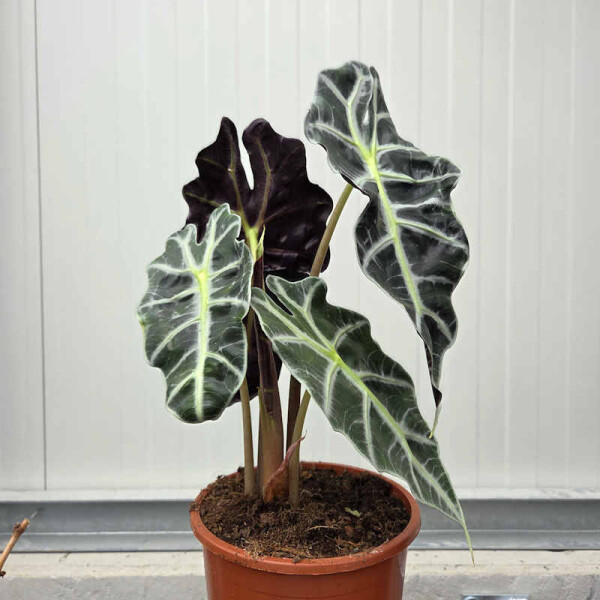 Alocasia Polly