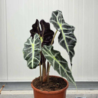 Alocasia Polly
