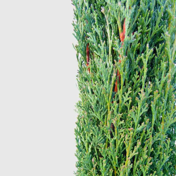Cypressus sempervirens "Totem" - Toskana Zypresse "Totem"