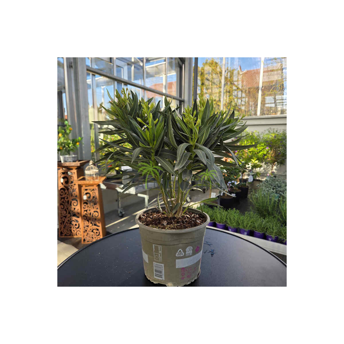 Oleander 40-60 cm rose