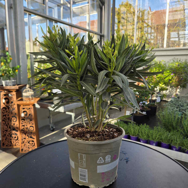 Oleander 40-60 cm rose