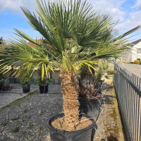 Zwergpalme 70-80 cm Stamm