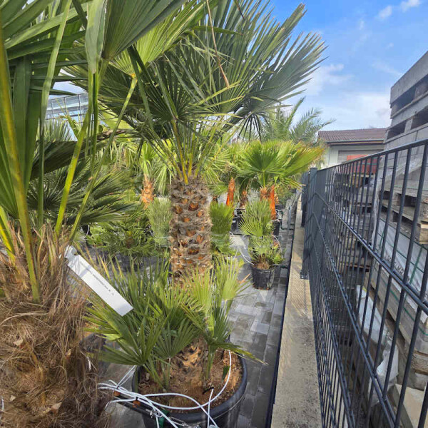 Zwergpalme 90-100 cm Stamm