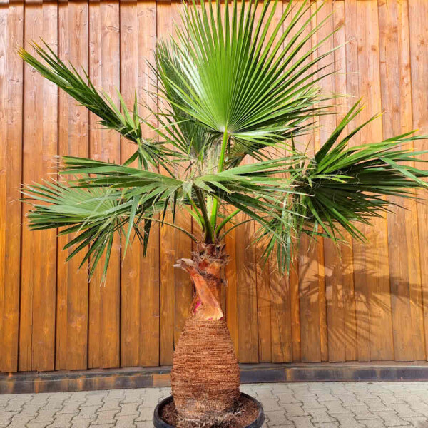 Washingtonia robusta 80–100 cm Stamm geschält