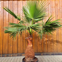 Washingtonia robusta 80–100 cm Stamm geschält