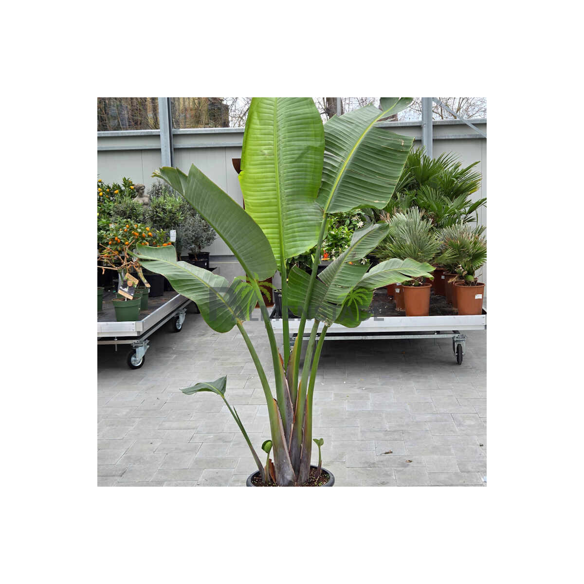 Strelizia augusta-Baumstrelizie 180-200 cm