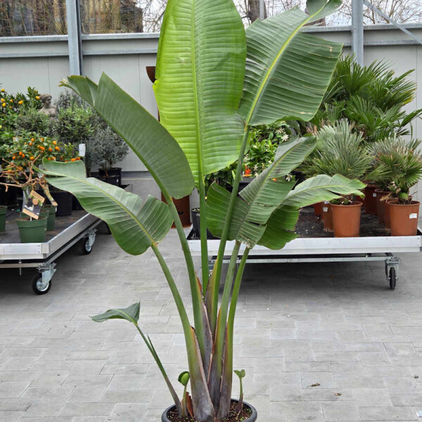 Strelizia augusta-Baumstrelizie 180-200 cm