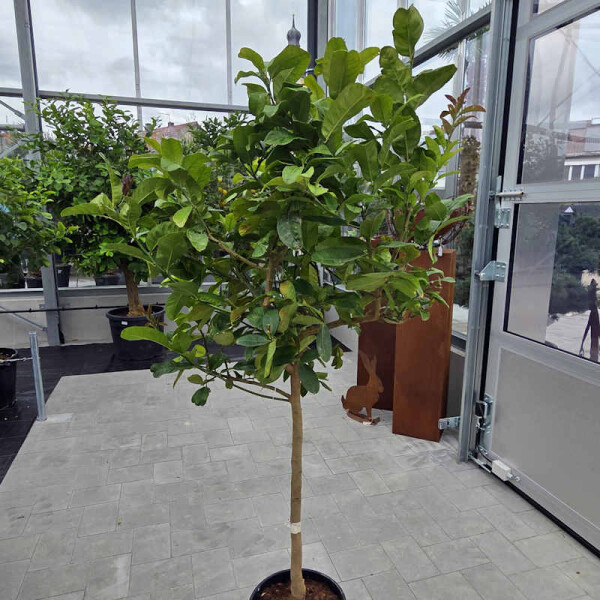 Buddha´s Hand Zitrone - 140-160 cm