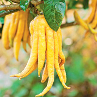 Buddha´s Hand Zitrone - 140-160 cm