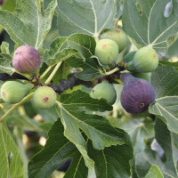 Ficus Carica - Feigenbaum - Icecrystal