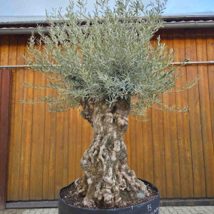 Olivenbaum-Bonsai 2507 Hojiblanca