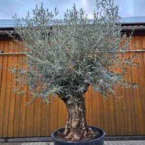 Olivenbaum-Bonsai 2509 Hojiblanca