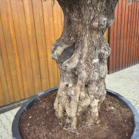 Olivenbaum-Bonsai 2513 Arbequina