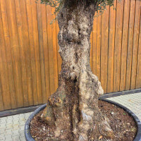 Olivenbaum-Bonsai 2516 Hojiblanca