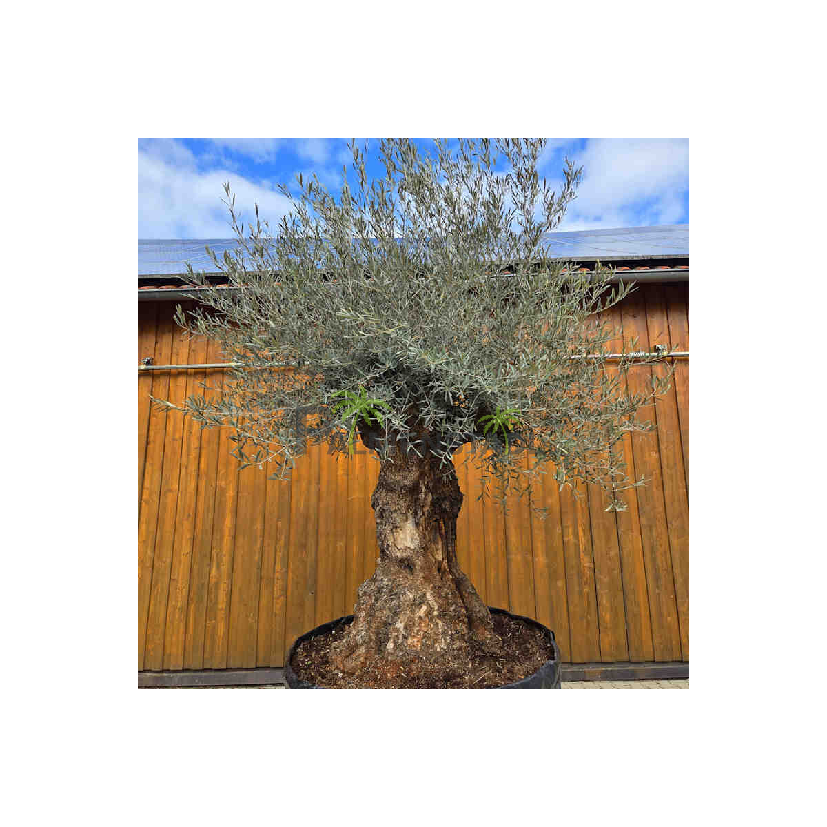 Olivenbaum Bonsai Nr. 2518 Hojiblanca