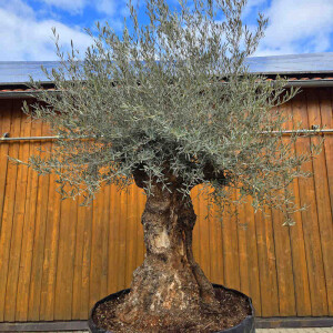 Olivenbaum Bonsai Nr. 2518 Hojiblanca