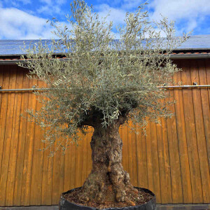 Olivenbaum Bonsai Nr. 2518 Hojiblanca