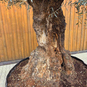 Olivenbaum Bonsai Nr. 2518 Hojiblanca