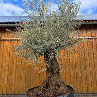 Olivenbaum Bonsai Nr. 2518 Hojiblanca