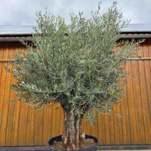 Olivenbaum-Bonsai 2524 Hojiblanca