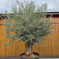 Olivenbaum-Bonsai 2524 Hojiblanca