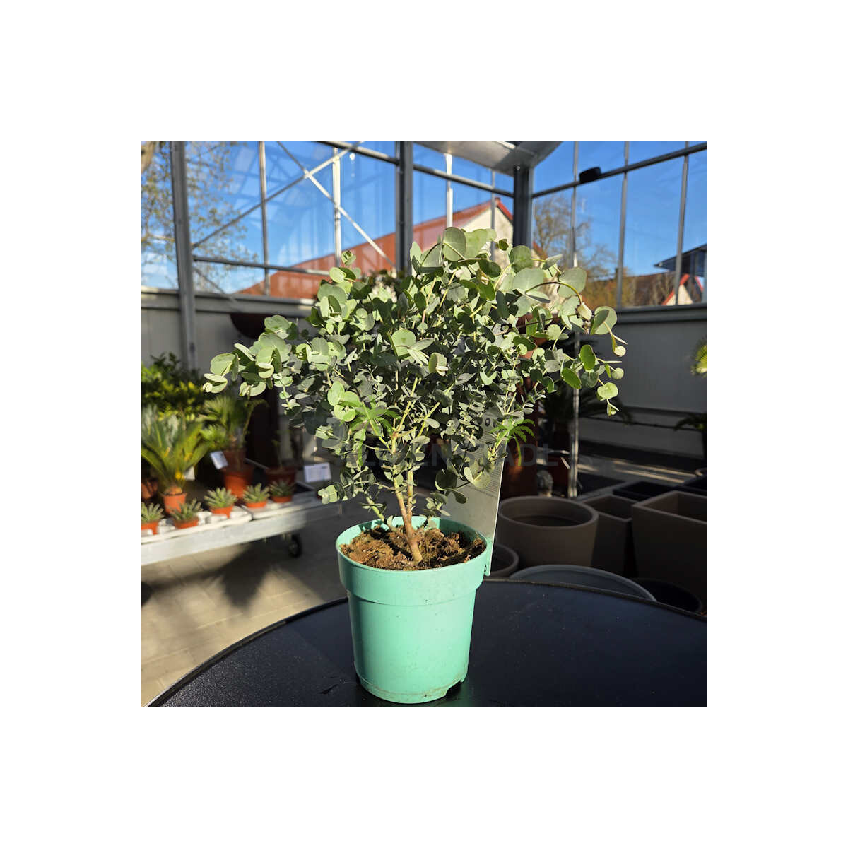 Eukalyptus gunnii "Azura" 20-40