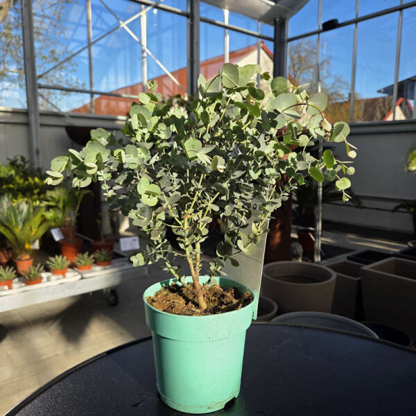 Eukalyptus gunnii "Azura" 20-40