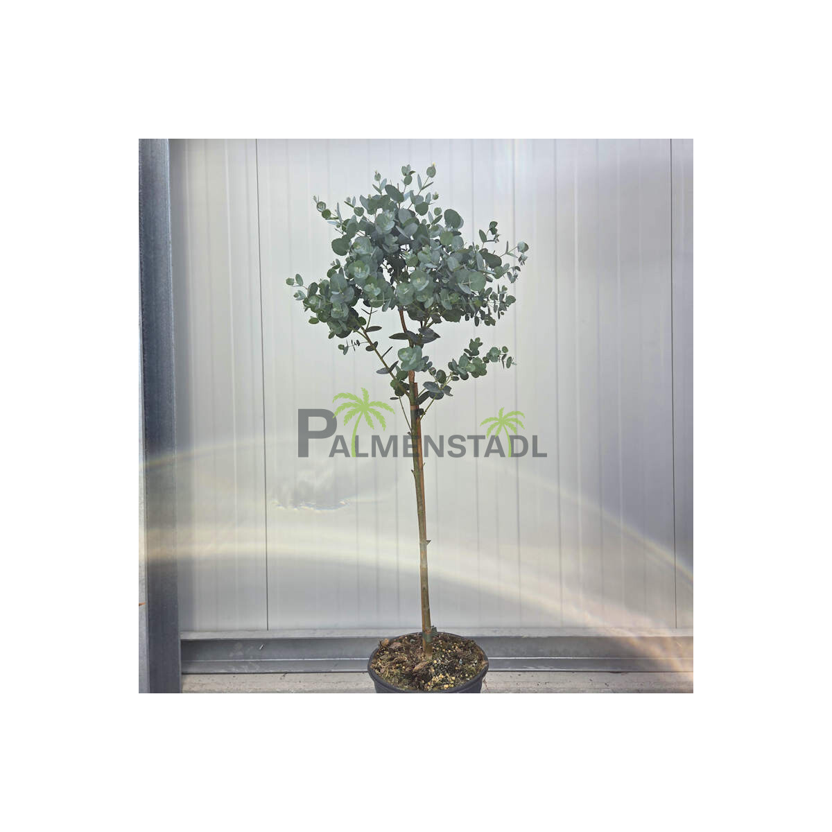 Eukalyptus gunnii "Stamm" 80-100