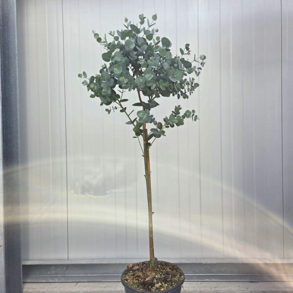 Eukalyptus gunnii "Stamm" 80-100