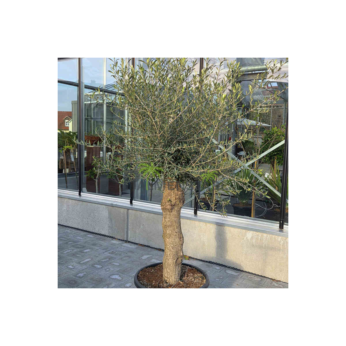 Olivenbaum Stammumfang 40-50 cm, Kategorie 1