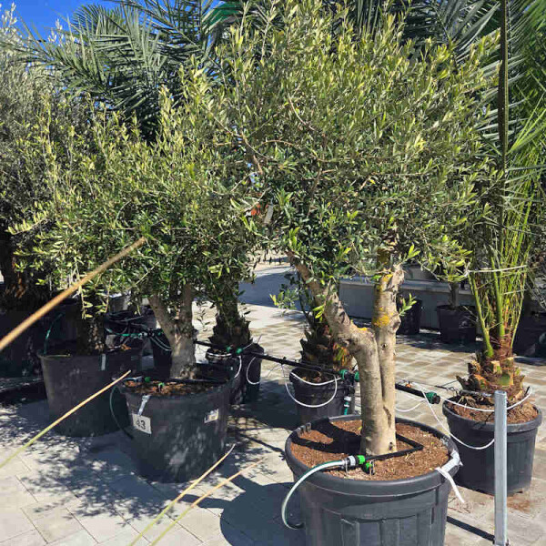 Olea Europaea - Olivenbaum U30-40
