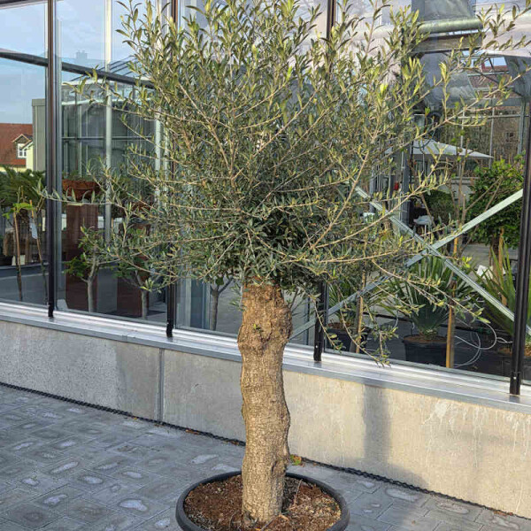 Olivenbaum Stammumfang 40-50 cm, Kategorie 1