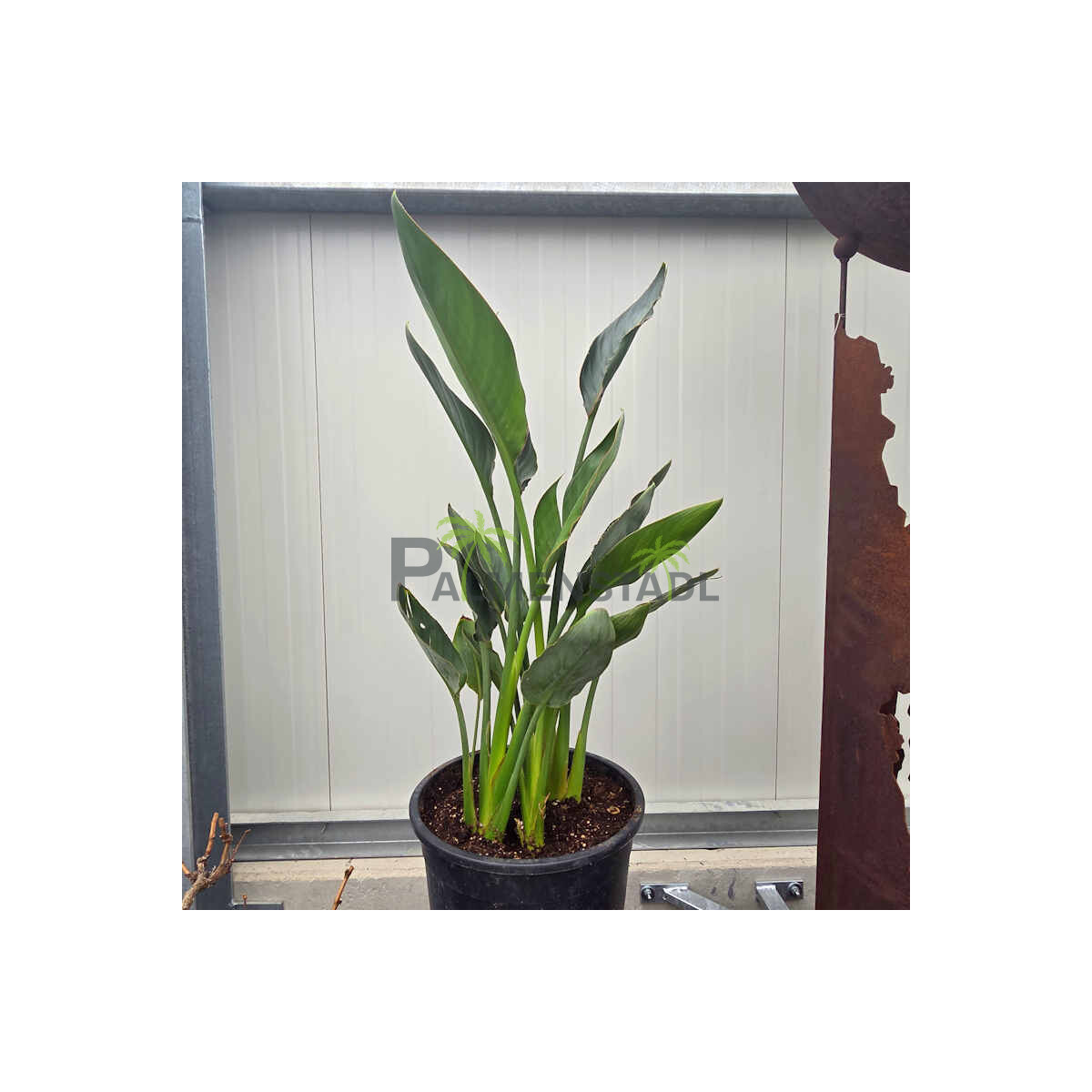 Strelitzia reginae - Paradiesvogelblume