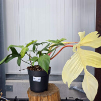 Philodendron Florida Ghost