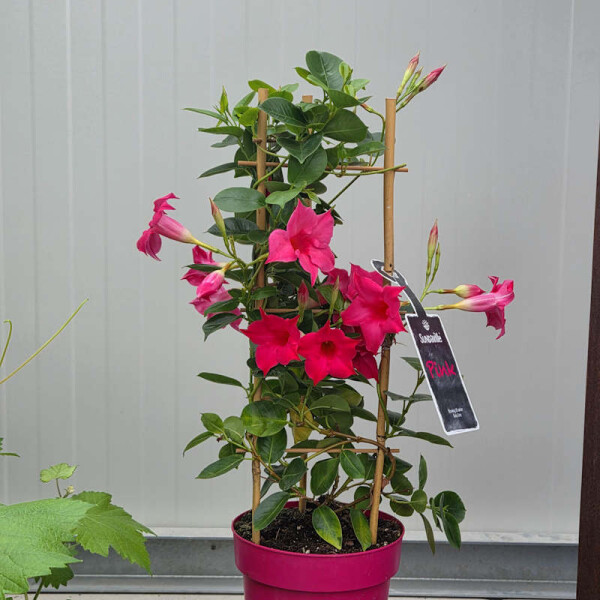 Mandevilla Dipladenia