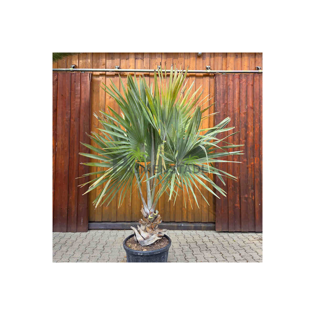 Bismarckia nobilis - Bismarckpalme S30-40
