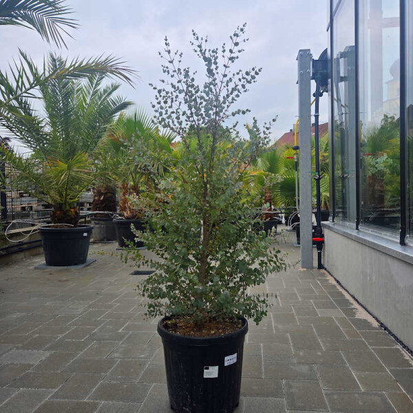 Eukalyptus gunnii