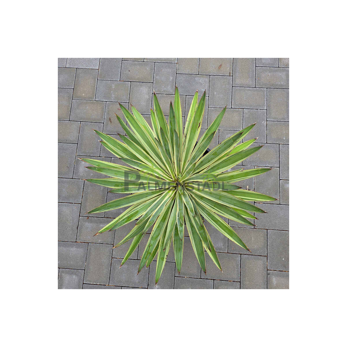 Yucca Gloriosa varigata 40-60 cm